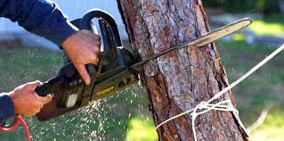 Best Tree Cabling and Bracing  in Boise City, OK