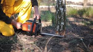 Best Commercial Tree Services  in Boise City, OK