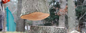 Best Tree Preservation Services  in Boise City, OK