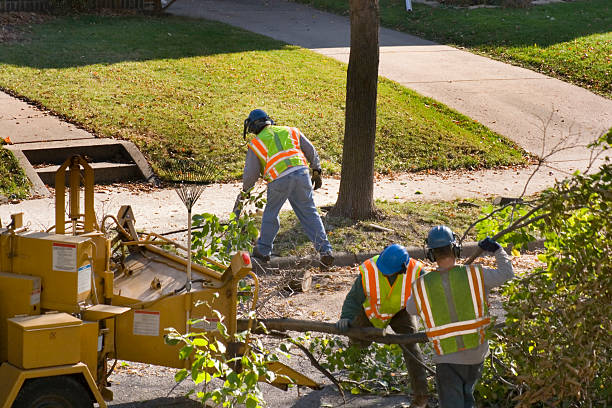 Best Emergency Tree Removal  in Boise City, OK