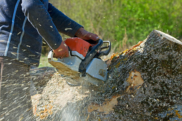 Best Tree Maintenance Programs  in Boise City, OK